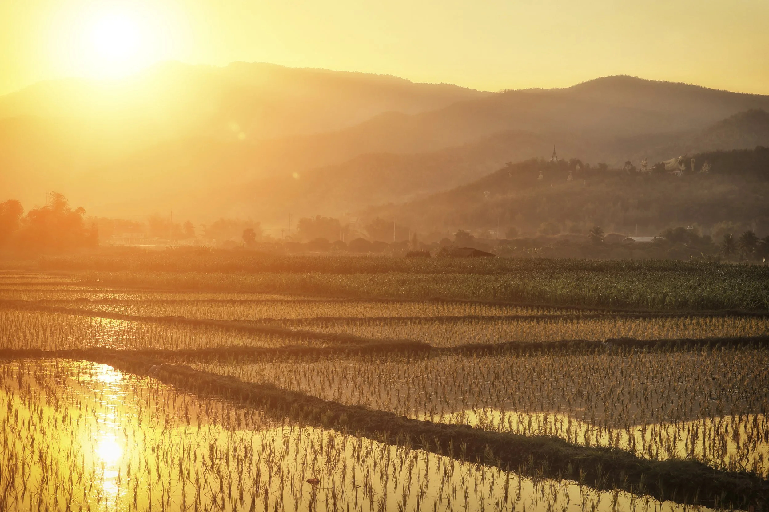 Golden Landscape