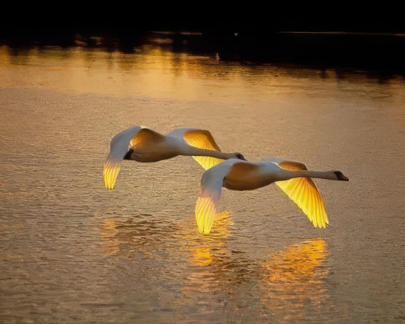 Swans in Flight